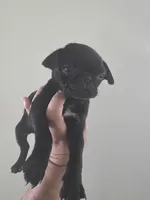 Molly, a female Pug for sale in Dallas, TX – Photo 3 of 4