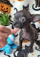 TEACUP ENZO, a male Chihuahua for sale in Fontana, CA – 6 of 7