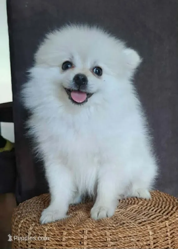 TINY MALE POMERANIAN  – Pomeranian puppy for sale in Fontana, CA