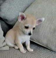 LOBITO THE LIL APPLEHEAD , a male Chihuahua for sale in Moreno Valley, CA – 10 of 10