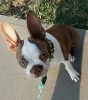 BRUNO, a male Boston Terrier for sale in Fontana, CA – 4 of 5