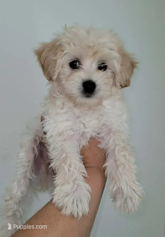 RUFO – Maltipoo puppy for sale in Los Angeles, CA