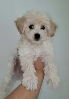 RUFO, a male Maltipoo for sale in Los Angeles, CA – 1 of 4