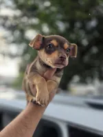 Winston, a male Chihuahua for sale in Dallas, TX – 7 of 10