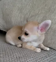 LOBITO THE LIL APPLEHEAD , a male Chihuahua for sale in Moreno Valley, CA – 4 of 10