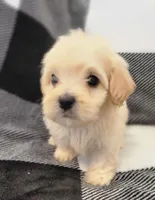Benji, a male Maltipoo for sale in Santa Barbara, CA – 2 of 5
