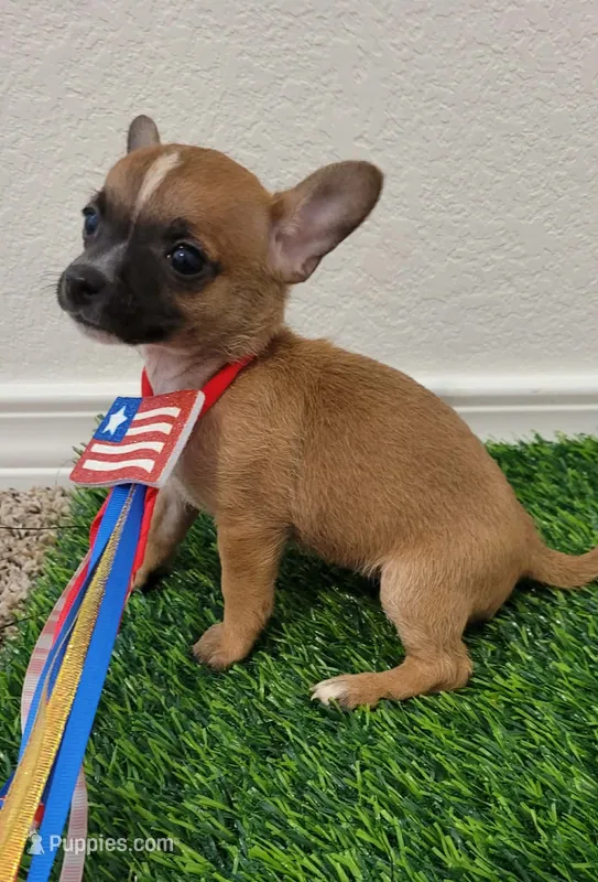 ZOE – Chihuahua puppy for sale in Dallas, TX