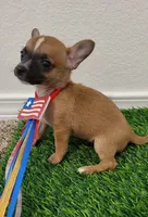 ZOE, a female Chihuahua for sale in Dallas, TX – 1 of 2