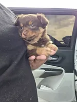 LONGCOAT ZELDA, a female Chihuahua for sale in Dallas, TX – 7 of 10