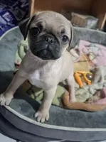 CHARLIE , a male Pug for sale in Dallas, TX – 2 of 2