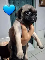 CHARLIE , a male Pug for sale in Dallas, TX – 1 of 2