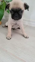 LIL OTIS, a male Pug for sale in Fontana, CA – 4 of 4