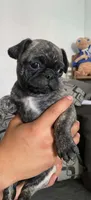 LITTLE RAMBO, a male Pug for sale in Dallas, TX – 1 of 2