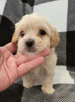Max , a male Maltipoo for sale in Santa Barbara, CA – 3 of 4