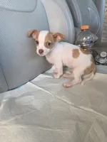 Benji, a male Chiweenie for sale in Dallas, TX – Photo 7 of 9