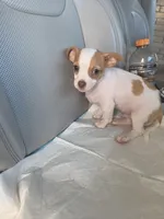 Benji, a male Chiweenie for sale in Dallas, TX – Photo 8 of 9