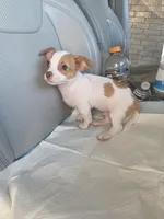 Benji, a male Chiweenie for sale in Dallas, TX – Photo 3 of 9