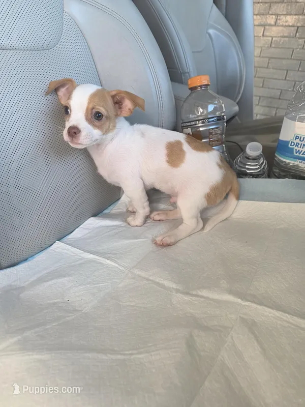 Benji – Chiweenie puppy for sale in Dallas, TX