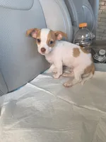 Benji, a male Chiweenie for sale in Dallas, TX – Photo 9 of 9