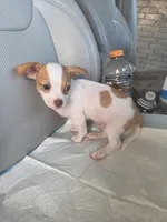 Benji, a male Chiweenie for sale in Dallas, TX – Photo 6 of 9