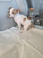 Benji, a male Chiweenie for sale in Dallas, TX – Photo 4 of 9