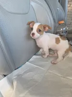 Benji, a male Chiweenie for sale in Dallas, TX – Photo 2 of 9