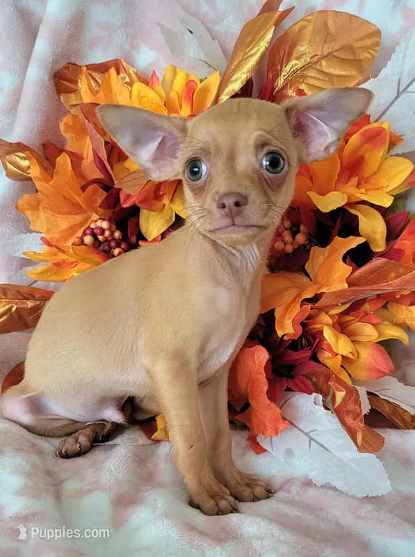 TAQUITO, a male Chihuahua for sale in Coachella, CA – 1 of 4