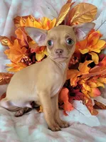 TAQUITO, a male Chihuahua for sale in Coachella, CA – 1 of 4