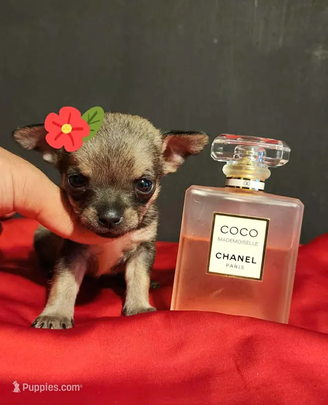 APPLEHEAD MITZI TEACUP – Chihuahua puppy for sale in Garland, TX
