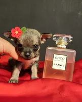 APPLEHEAD MITZI TEACUP, a female Chihuahua for sale in Fontana, CA – 1 of 3