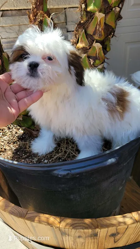 COCO  – Shih Tzu puppy for sale in Elizabeth, NJ