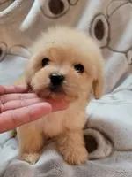 MINI MALTEPOO JERRY, a male Maltipoo for sale in Dallas, TX – 4 of 5