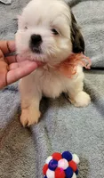 SHIH TZU FEMALE 1, a female Shih Tzu for sale in Dallas, TX – 3 of 4