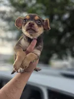 Winston, a male Chihuahua for sale in Dallas, TX – 10 of 10