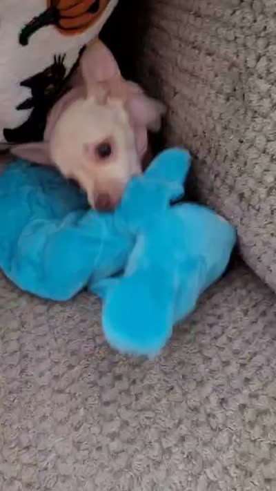Lil lucy, a female Chihuahua for sale in Covina, CA – 8 of 8