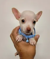 LIL TEACUP BARTOLITO, a male Chihuahua for sale in Dallas, TX – 10 of 10