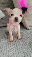 Lil TEACUP BELLA, a female Chihuahua for sale in Fontana, CA – 2 of 9