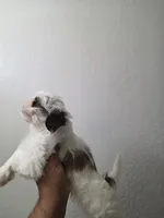 SHIH TZU MALE 1, a male Shih Tzu for sale in Fontana, CA – 5 of 7