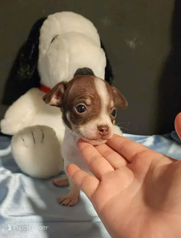 LIL TINY BANDIT – Chihuahua puppy for sale in Moreno Valley, CA