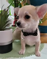 MUÑECO, a male Pomchi for sale in Garland, TX – 2 of 5