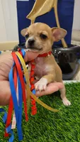 PACO, a male Chihuahua for sale in Dallas, TX – 2 of 6