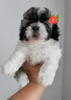 PAM, a female Shih Tzu for sale in Dallas, TX – Photo 4 of 4