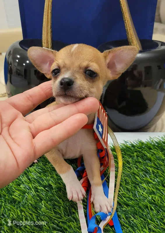 TEACUP PACO – Chihuahua puppy for sale in Los Angeles, CA