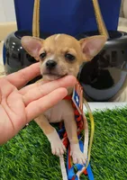 PACO, a male Chihuahua for sale in Dallas, TX – 3 of 6