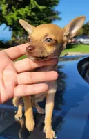 LIL TEACUP RED , a male Chihuahua for sale in Covina, CA – 2 of 8