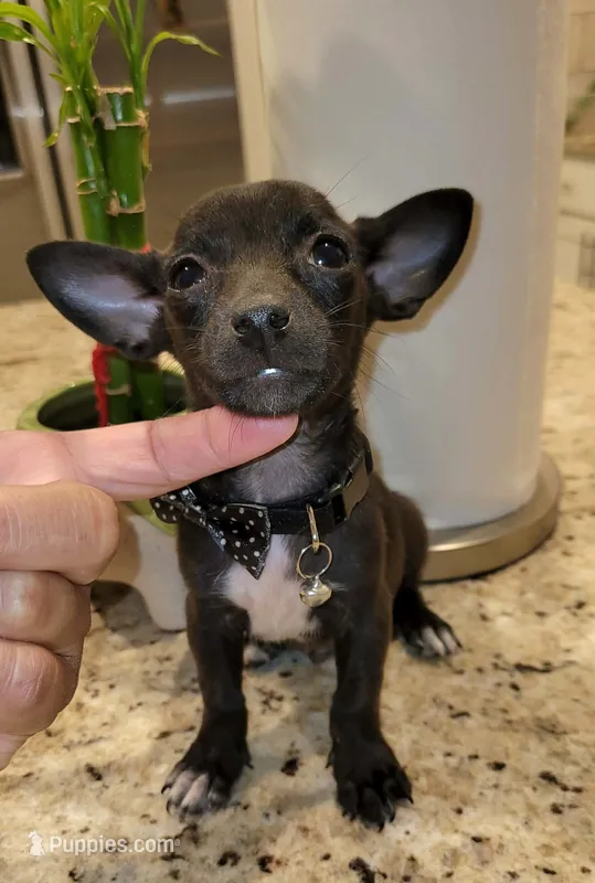 Lil tiny shadow – Chihuahua puppy for sale in Dallas, TX
