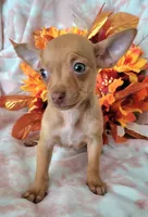 Lil MINITOY RED, a male Chihuahua for sale in Coachella, CA – 1 of 5