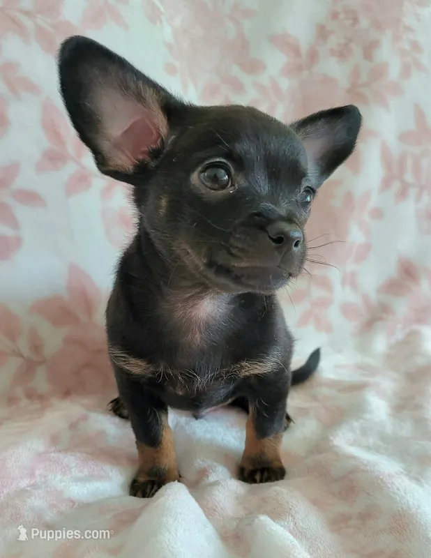 LIL TINY JERRY – Chihuahua puppy for sale in Dallas, TX
