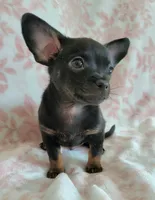 LIL TINY JERRY, a male Chihuahua for sale in Dallas, TX – 1 of 4