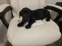 GRATE DANE BLACK, a male Great Dane for sale in Dallas, TX – Photo 5 of 6